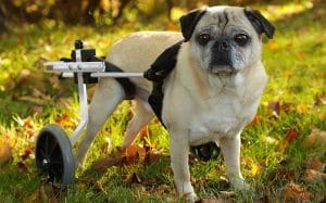 image feature dog wheelchairs.